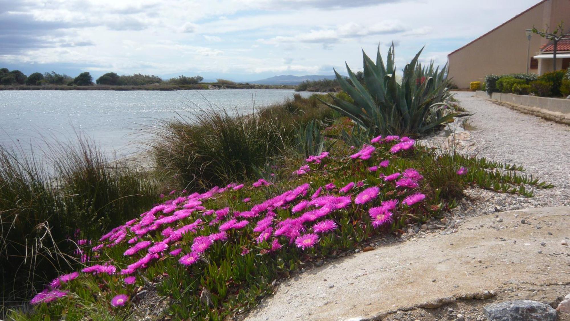 Maisonnette Au Bord De L Etang Leucate Εξωτερικό φωτογραφία